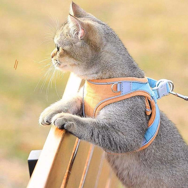 Cat Harness